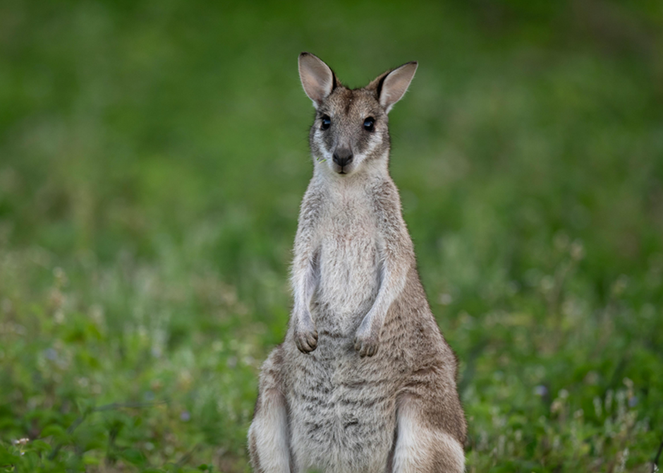 shaman-travel-reise-galerie-eindruecke-australien-1