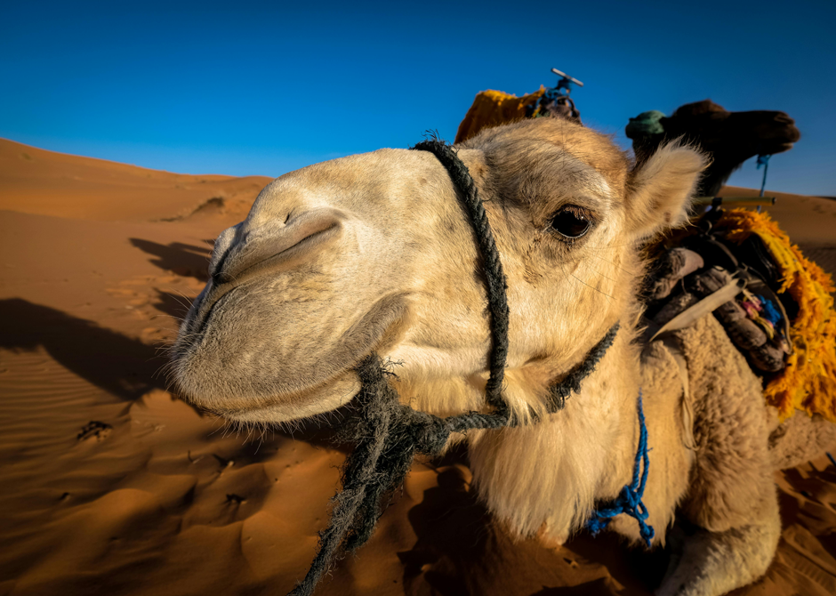shaman-travel-reise-galerie-eindruecke-marokko-sahara-1
