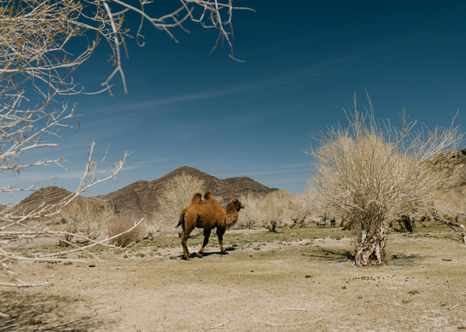 shaman-travel-reise-galerie-eindruecke-mongolei-6