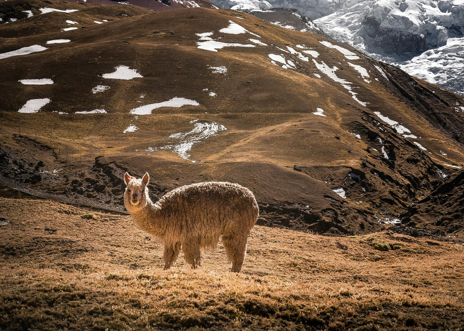 shaman-travel-reise-galerie-eindruecke-peru-4